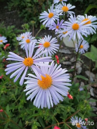 Многолетние садовые цветы