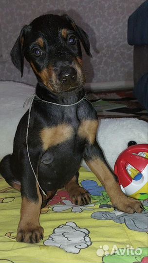 Щенки добермана