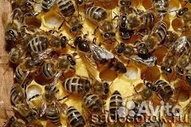 Пчелосемья. Пчеломатка