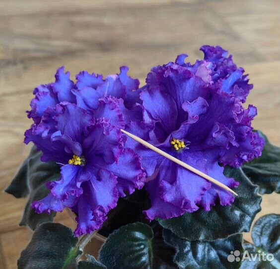 Сортовые фиалки