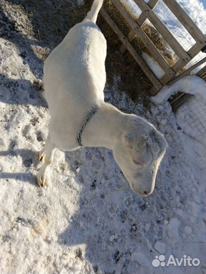 Коза дойная. Ламанча