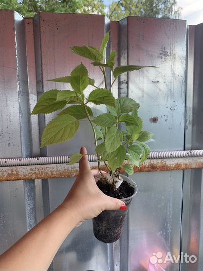 Гортензия деревовидная Кэндл Бабл Гам