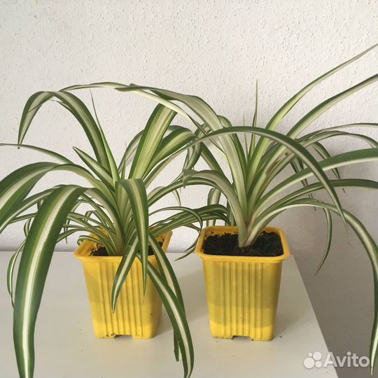 Хлорофитум