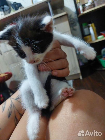 Кошка в дар