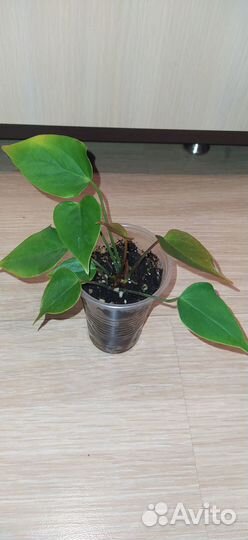 Антуриум «Мужское Счастье»