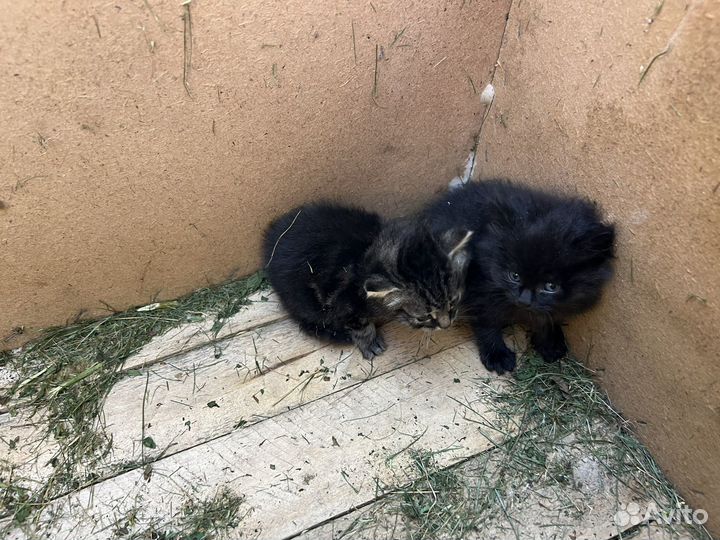 Котята в добрые руки