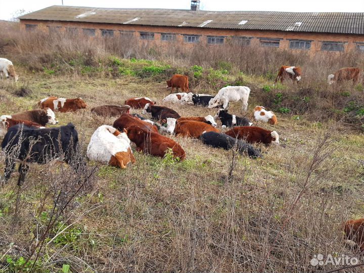 Тёлочки герефорды абердины
