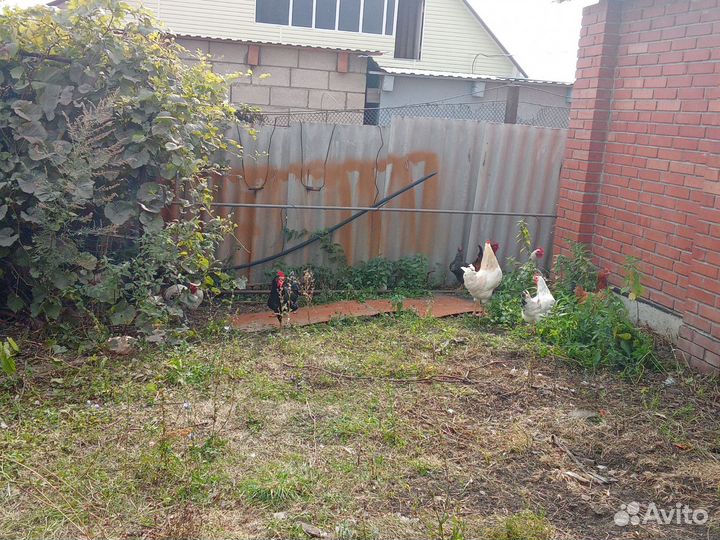 Продам петухов