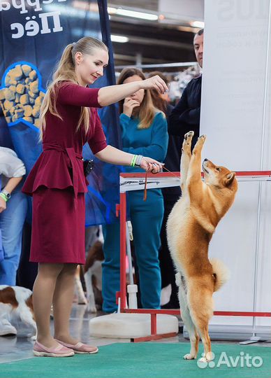 Кобель на вязку Сиба Шиба Ину