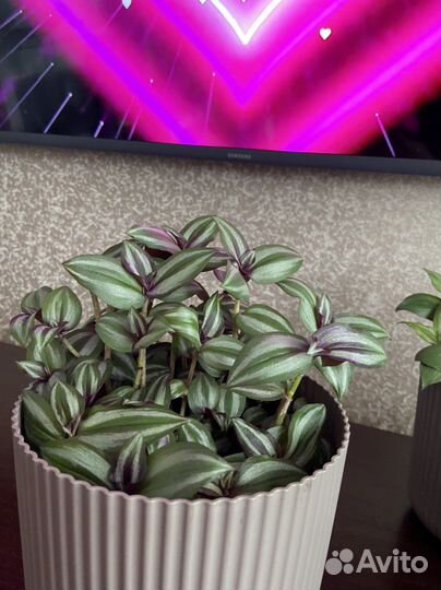 Полосатая фиолетовая традесканция