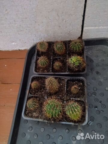 Кактусы эхинопсиса, каланхоэ лечебное, алой