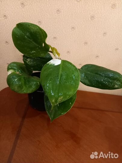 Филодундрон Гигантум, Вайт Кнайт, Хойя