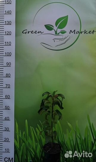 Груша колоновидная