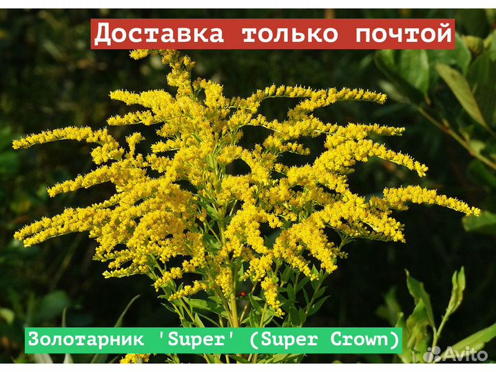 Золотарник Super (Super Crown)
