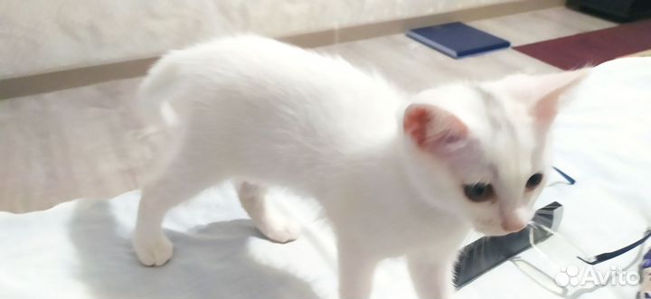 Домашний котенок 2 месяца в добрые руки