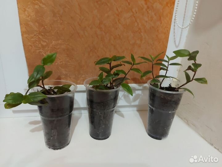 Хлорофитум