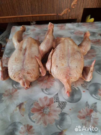 Цыплята - корнишоны домашние Куры Инлейка