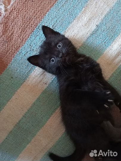 Отдам в добрые руки