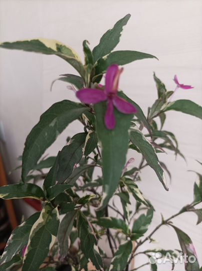 Псевдоэрантенум