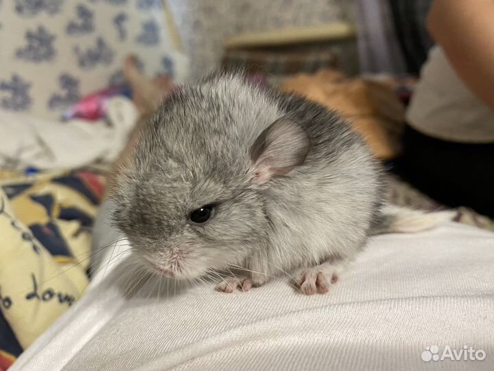 Шиншилла
