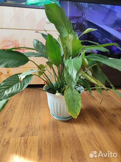 Спатифиллум 70см