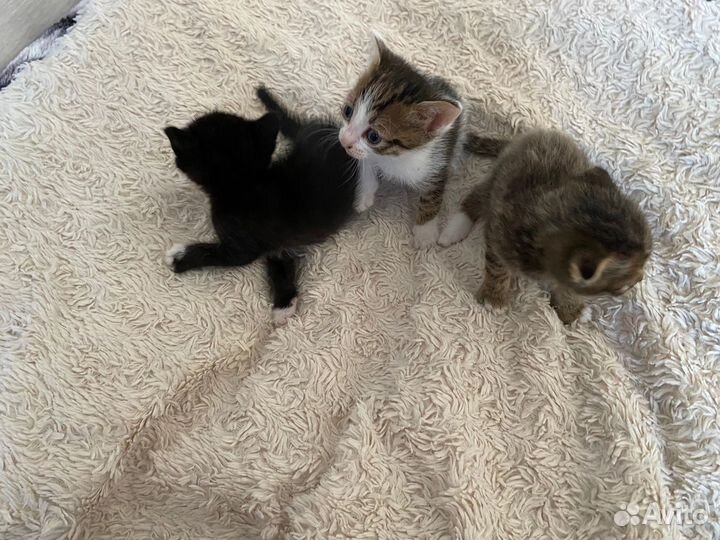 Котята в добрые руки