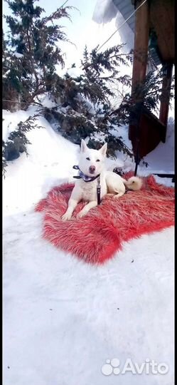 Метис лайки