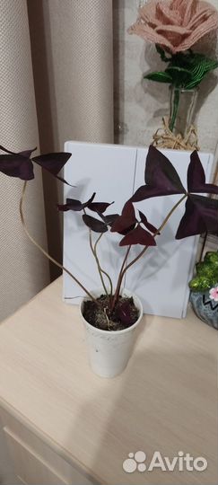 Кислица оксалис