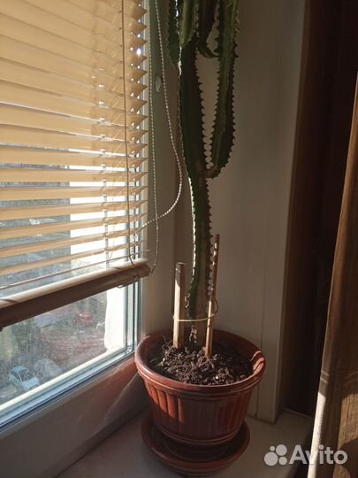 Молочай трехгранный (эуфорбия тригона)