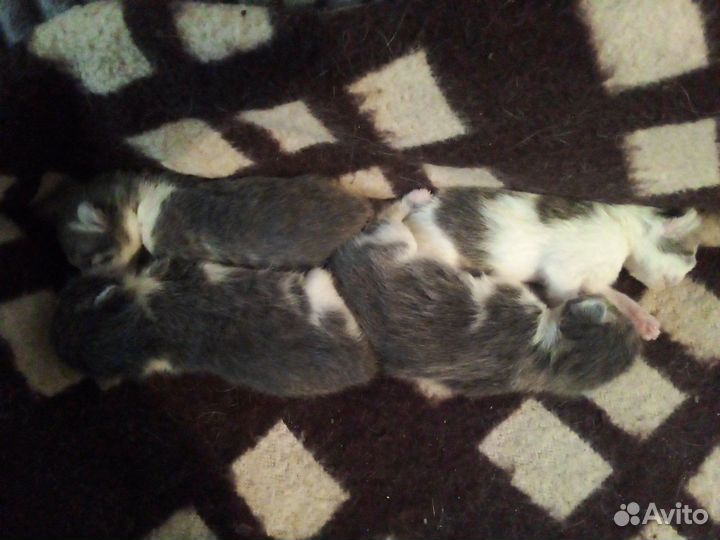 Котята в добрые руки