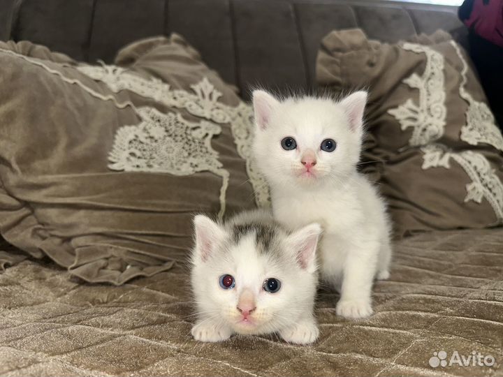 Отдаем котят в добрые руки