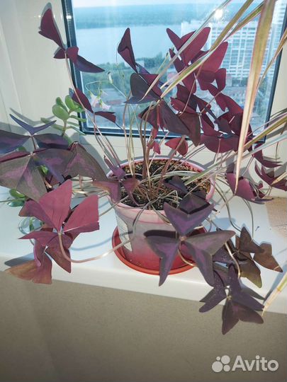 Баттерфляй или кислица