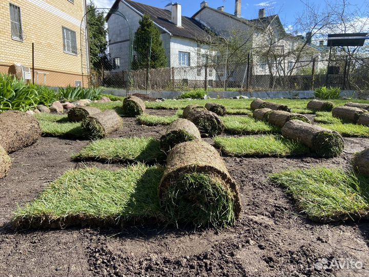 Рулонный газон