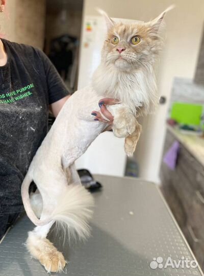 Профессиональный грумер. Стрижка собак и кошек