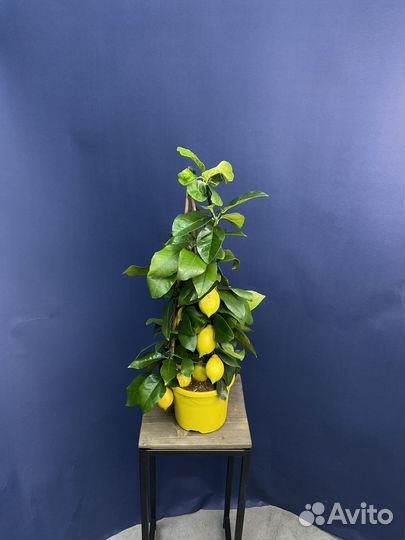 Лимонное дерево