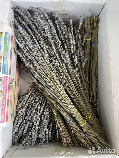 Сухоцвет лаванда Лавандин 45см длинный из крыма