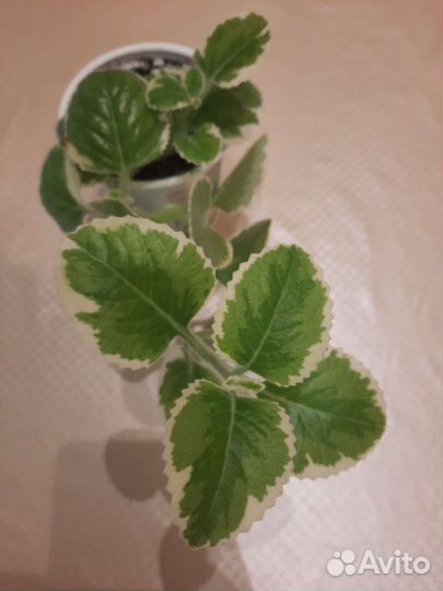 Плектрантус