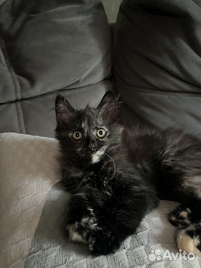 Сибирский котенок