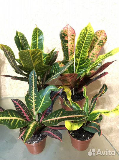 Молочай Тучный.Драцены.Кротон,Ховортии