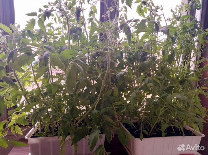 Рассада помидор