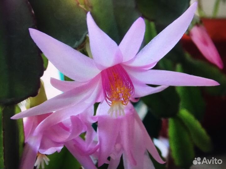 Рипсалидопсис розовый