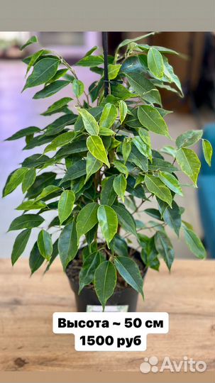 Фикусы разные