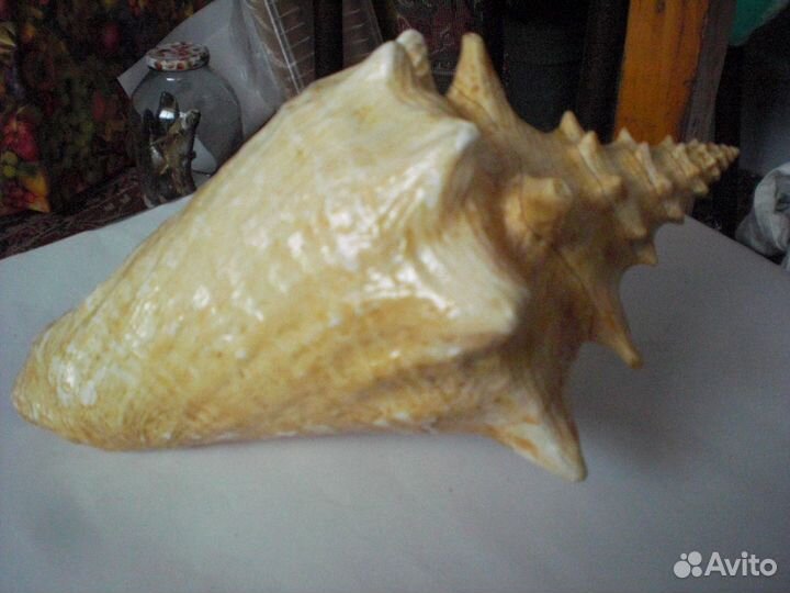 Морская раковина