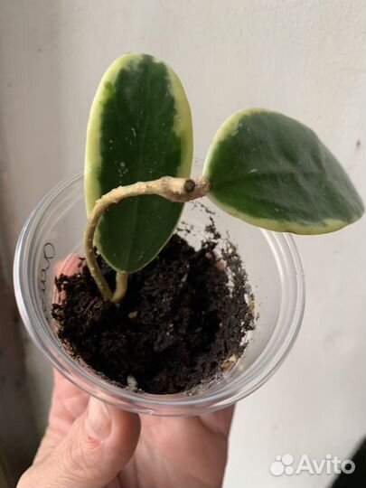 Хойя акута альба, Acuta alba