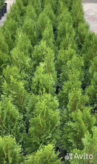 Туя смарагд