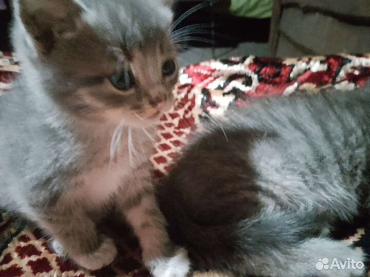 Котенок в дар бесплатно