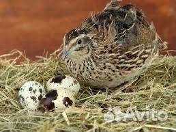 Перепела яйцо