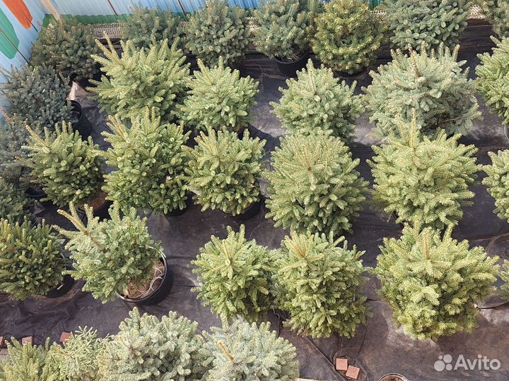 Ели новые поступления из питомника