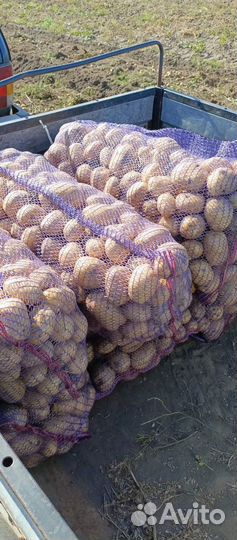 Картофель жёлтый 5+