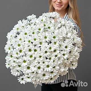 Хризантема кустовая